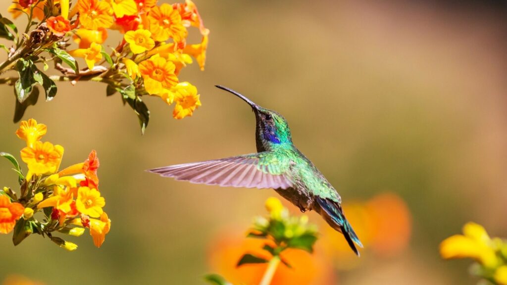 How Much Do Hummingbirds Weigh