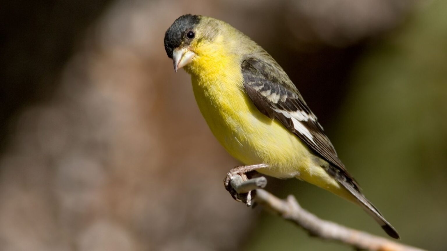 13 Finches in Pennsylvania