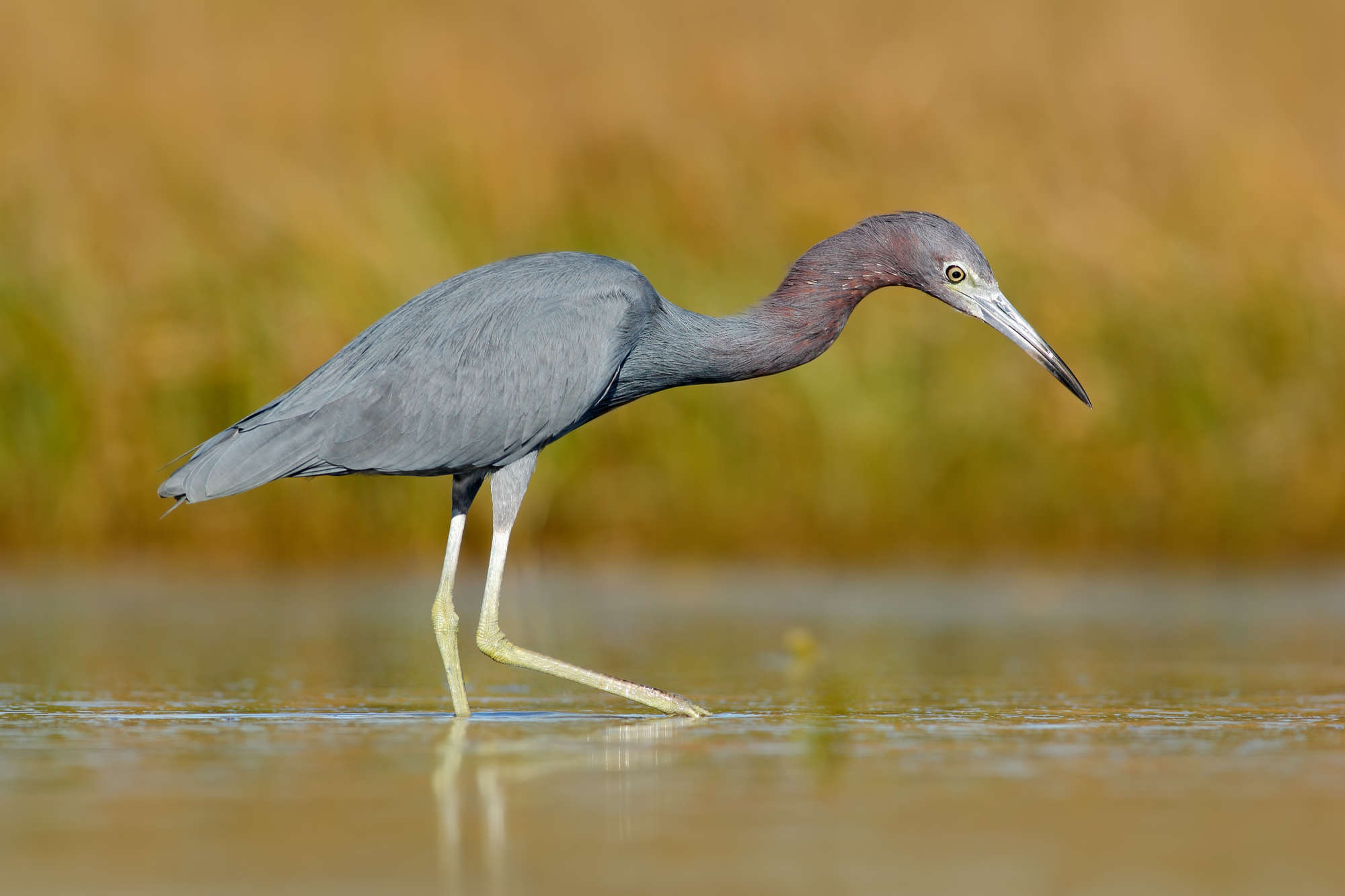 Little Blue Heron