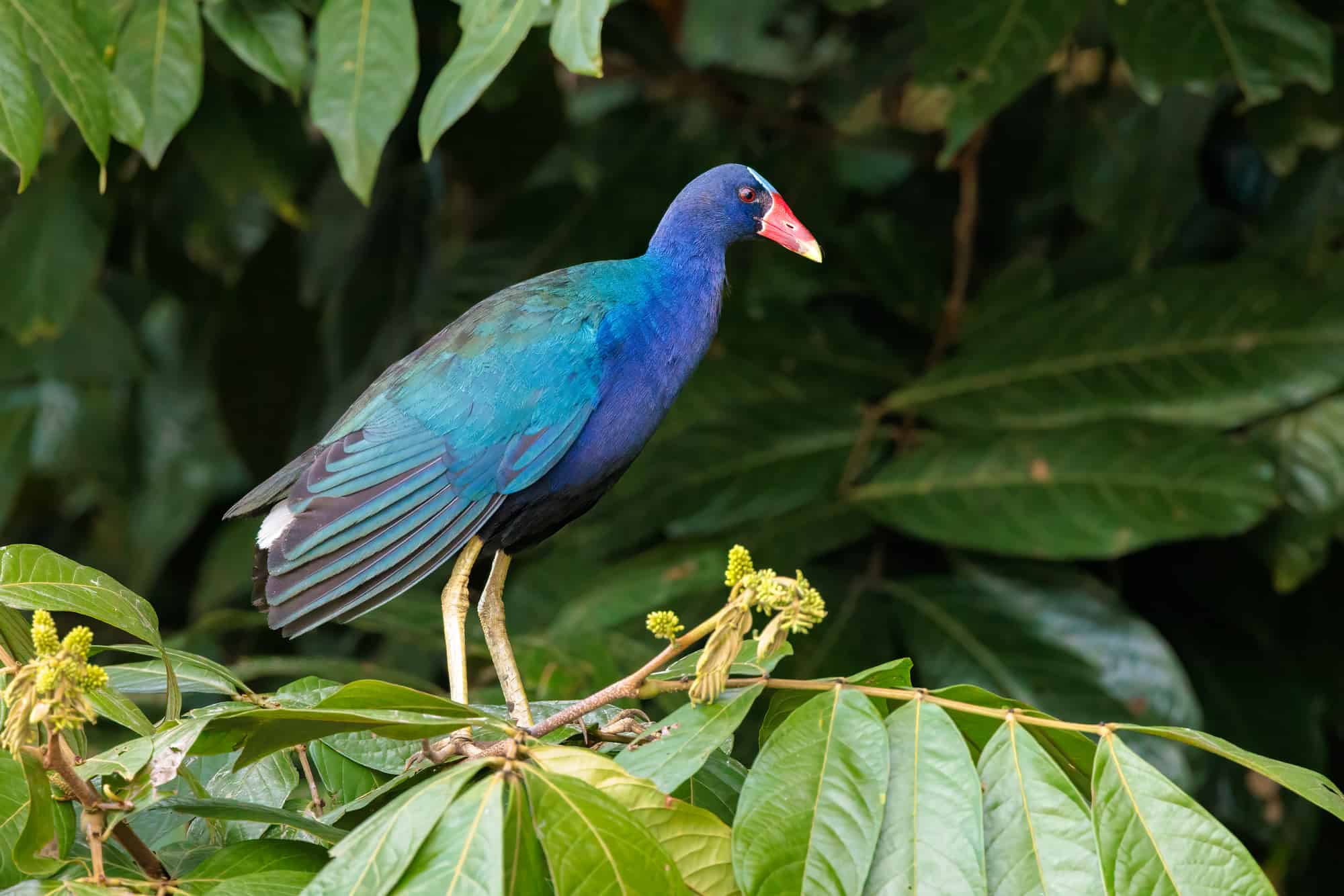 Purple Gallinule
