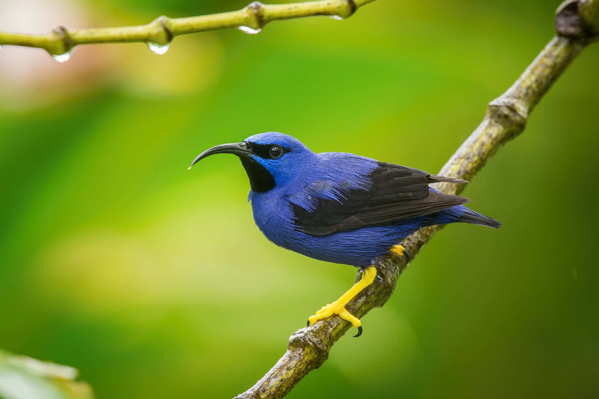 Purple Honeycreeper