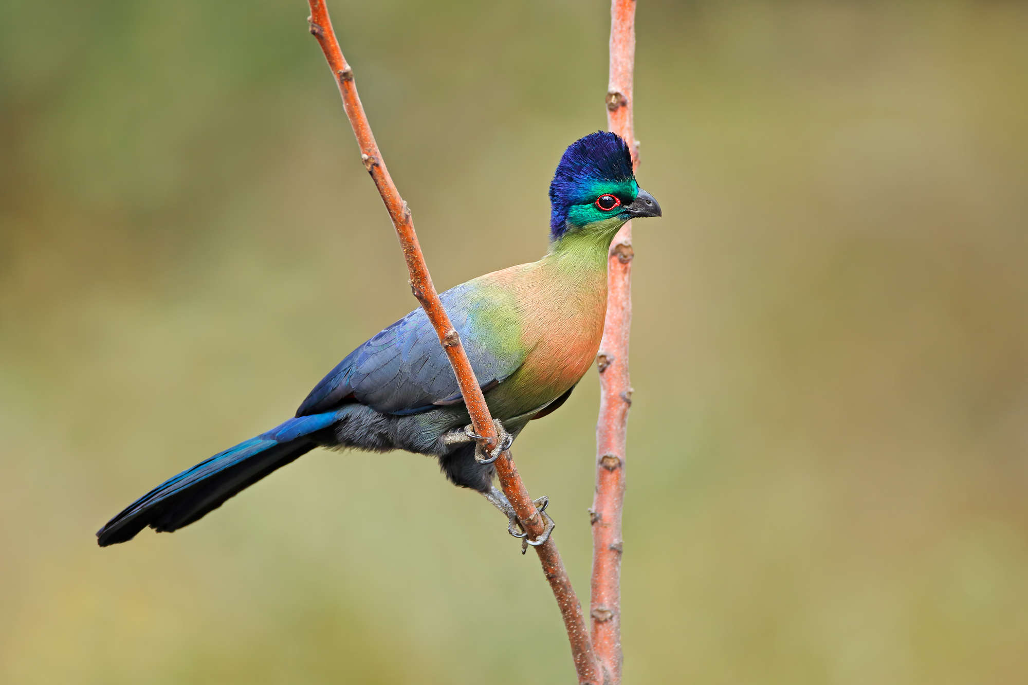 Purple-crested turaco