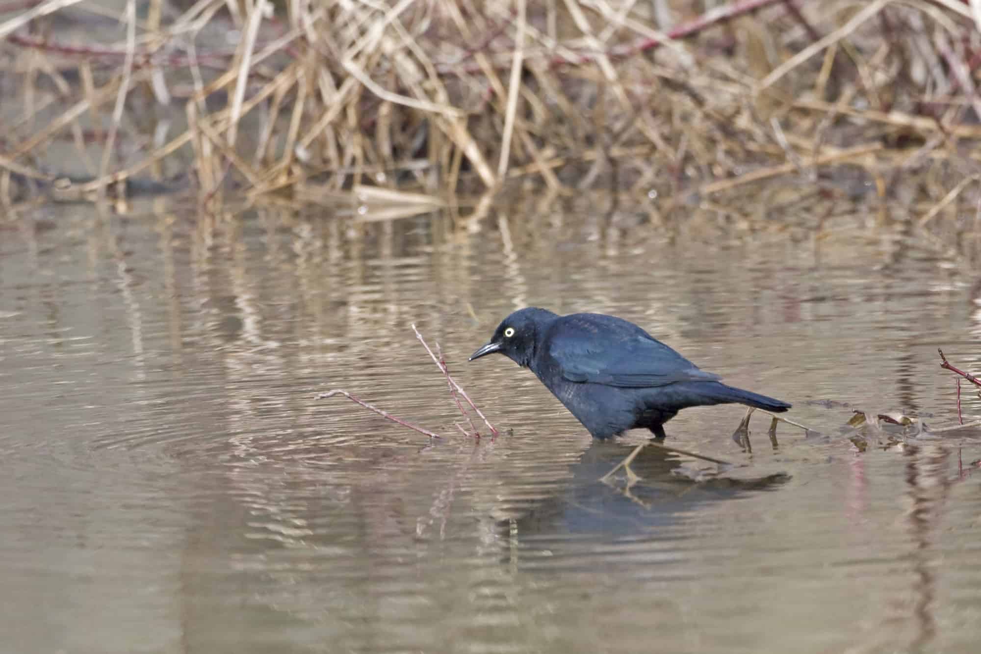 Rusty Blackbird