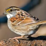 Sparrows in Tennessee