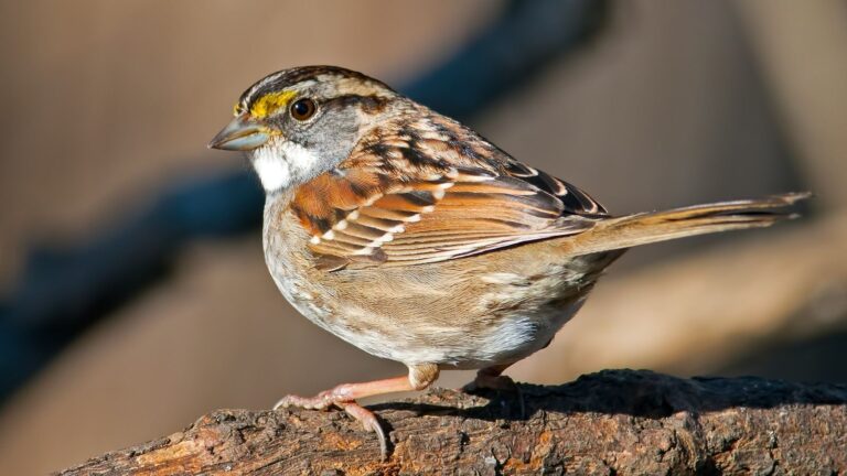 Sparrows in Tennessee