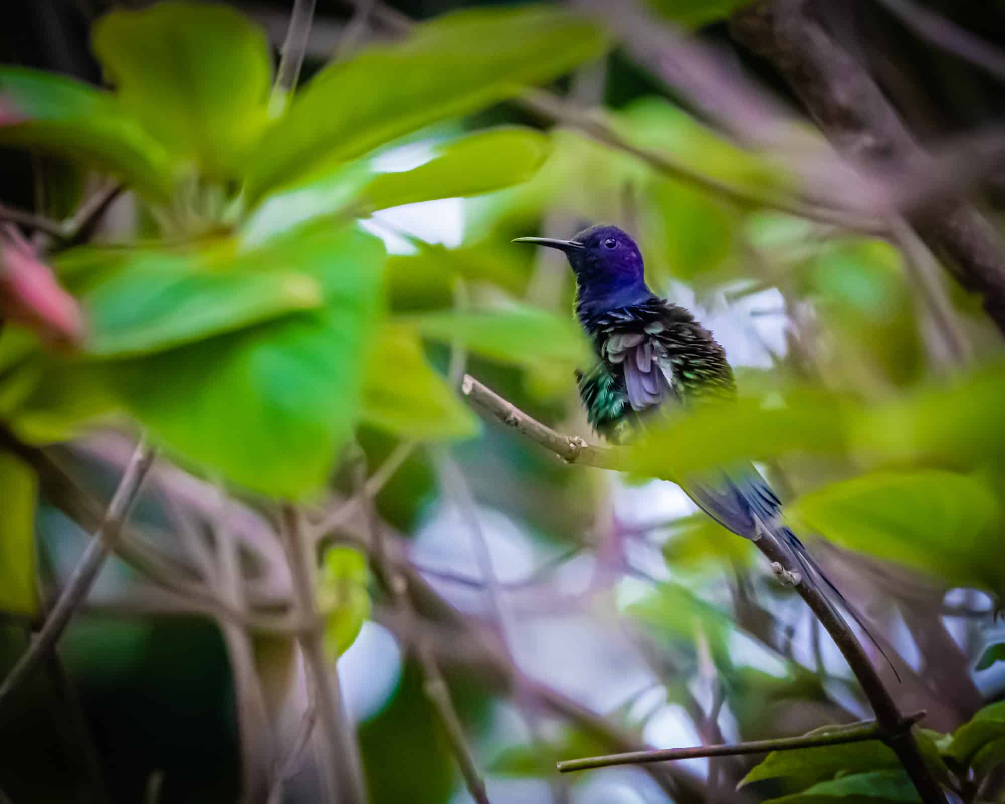 Velvet-Purple Coronet