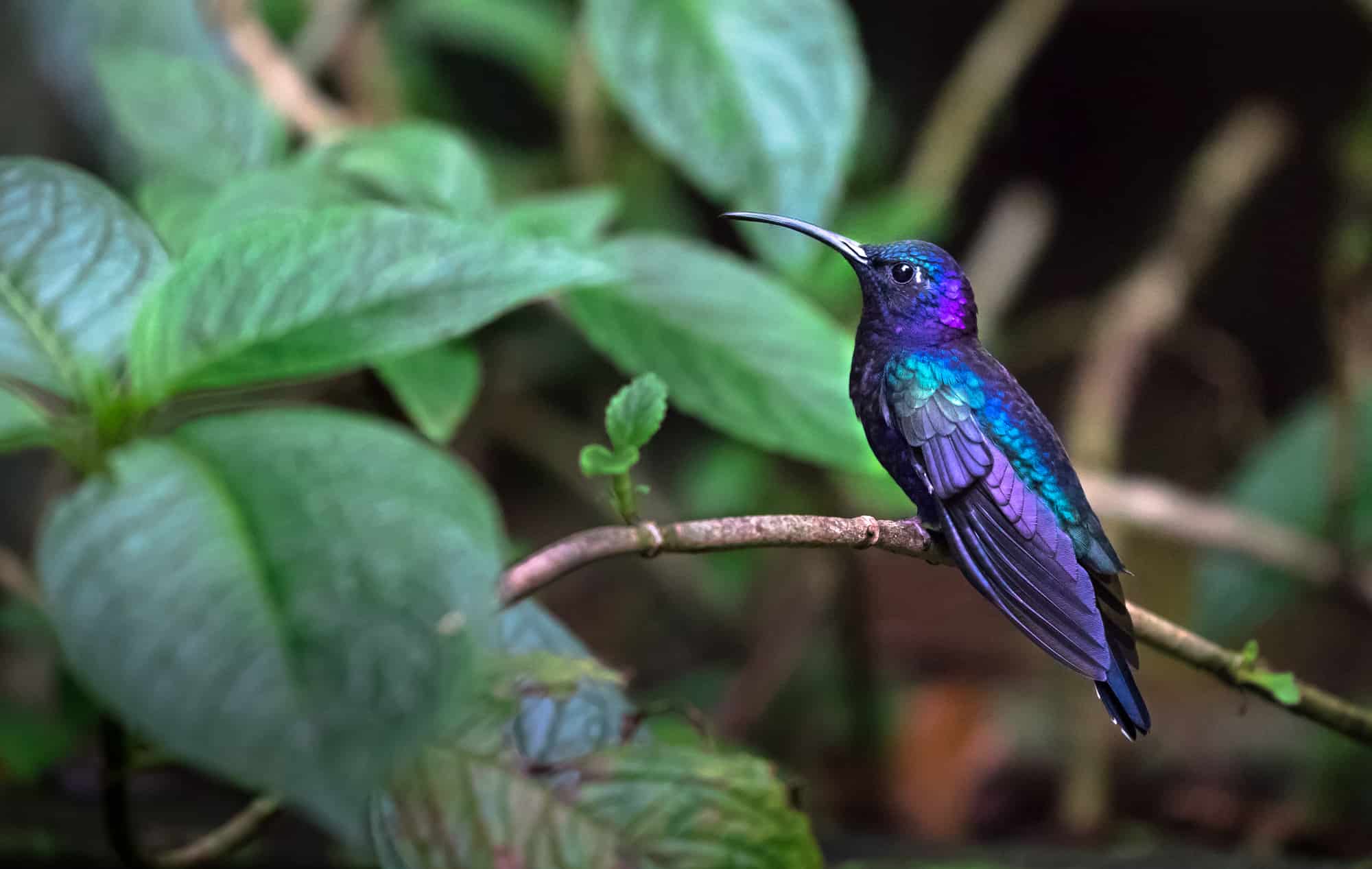 Violet Sabrewing