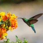 What Do Hummingbirds Eat