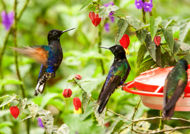 What Is a Group of Hummingbirds Called