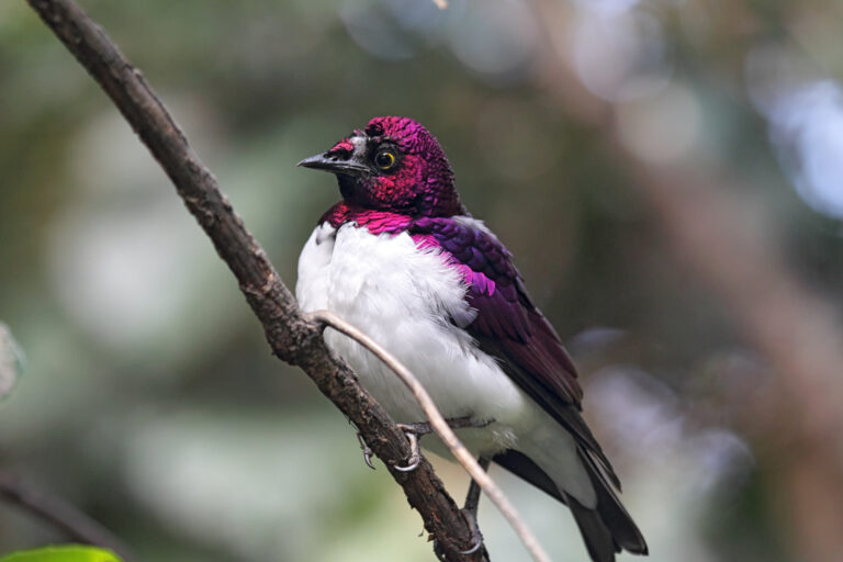 birds with purple heads