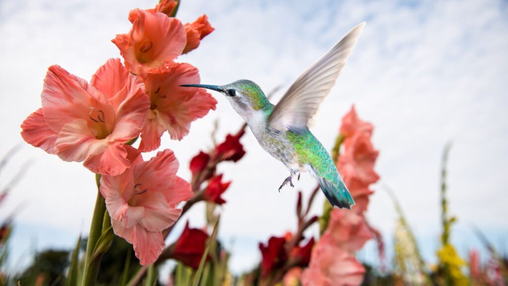 do hummingbirds like gladiolus