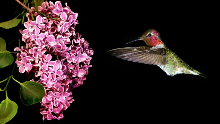 do hummingbirds like lilacs