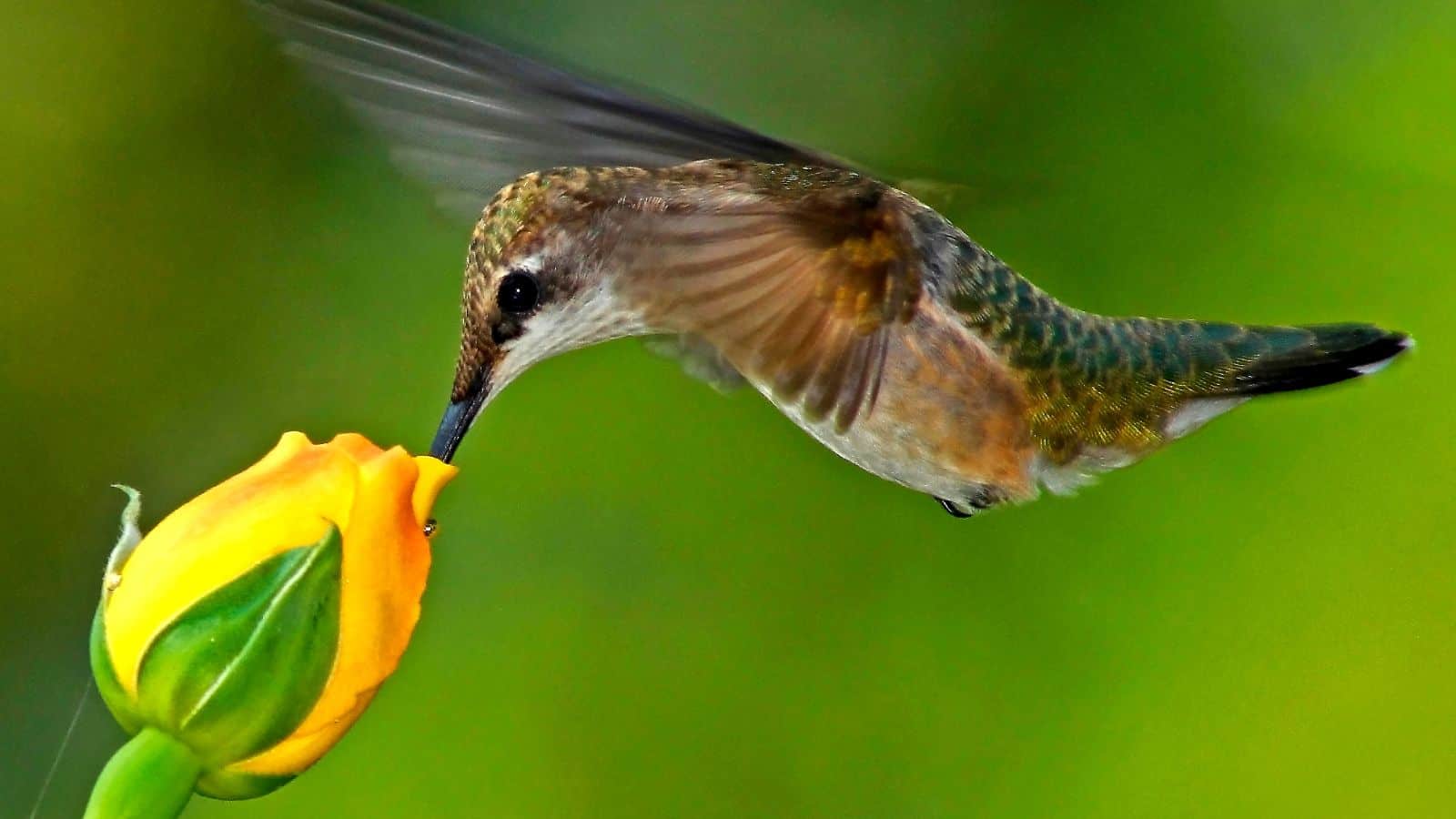 do hummingbirds like roses