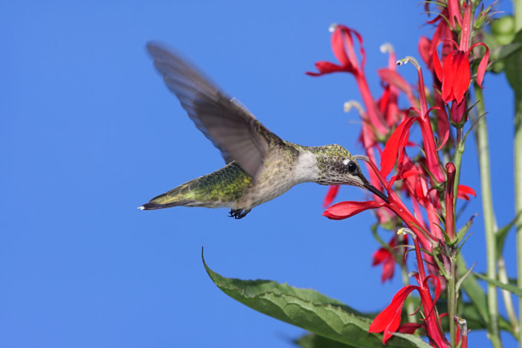 hummingbird drinking nectar from a cardinal flower 