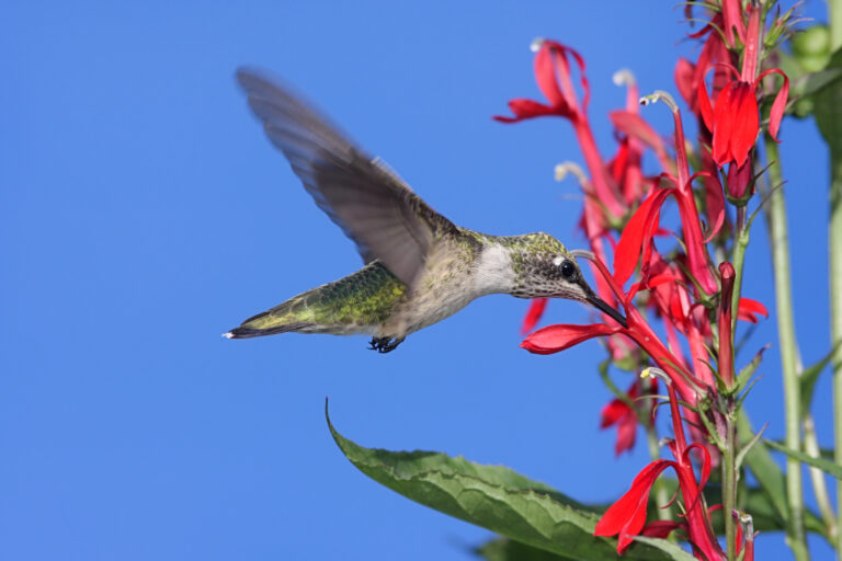 hummingbird drinking nectar from a cardinal flower