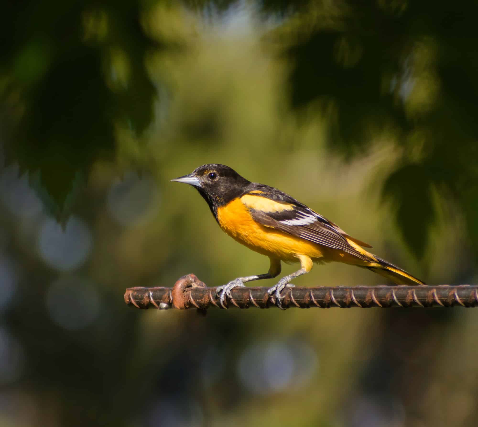 Audubon's Oriole