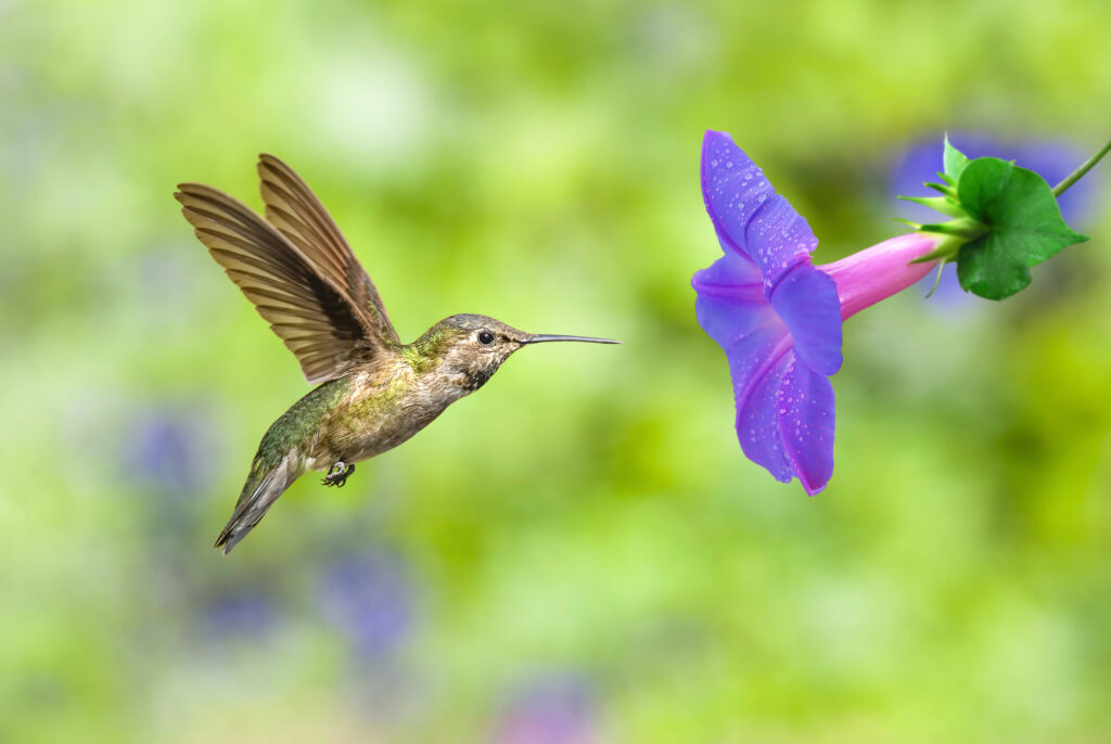 Do Hummingbirds Like Morning Glories