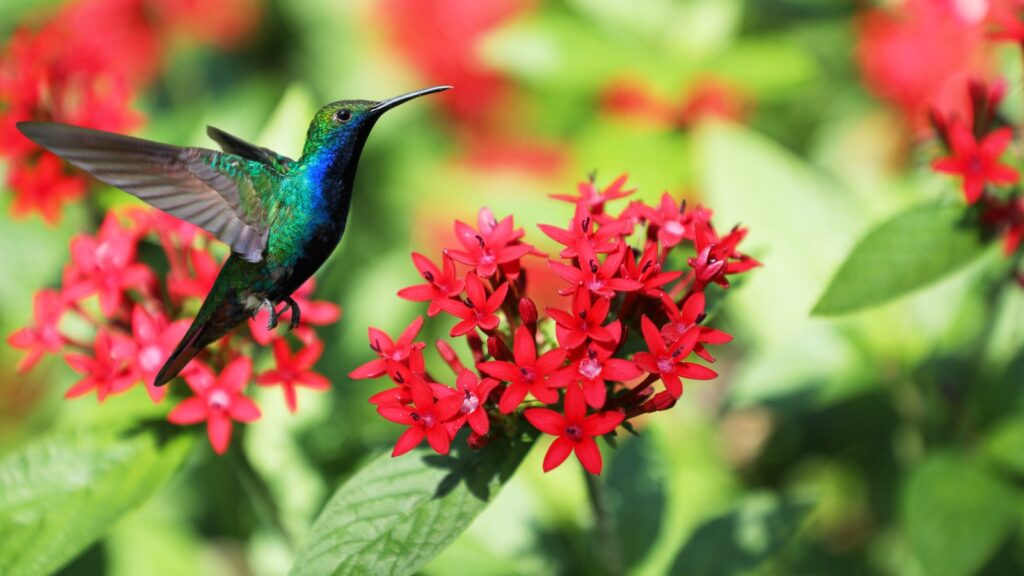 Do Hummingbirds Like Pentas