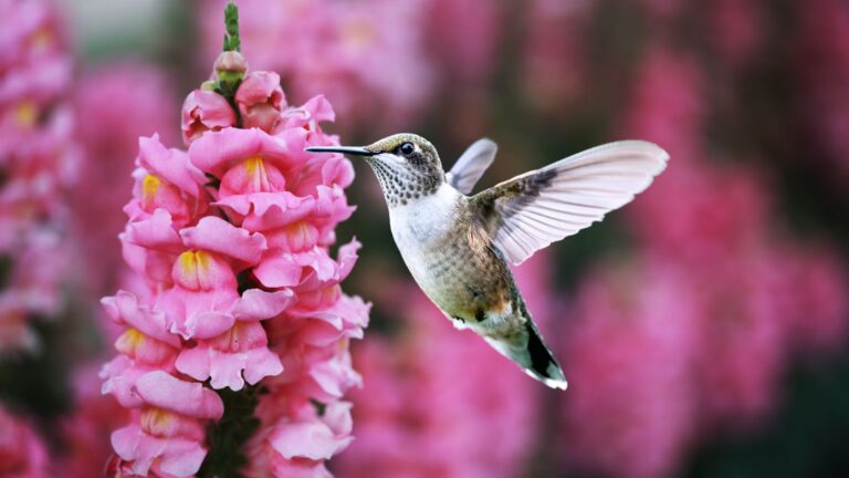 Do Hummingbirds Like Snapdragons