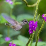 Do Hummingbirds Like Verbena