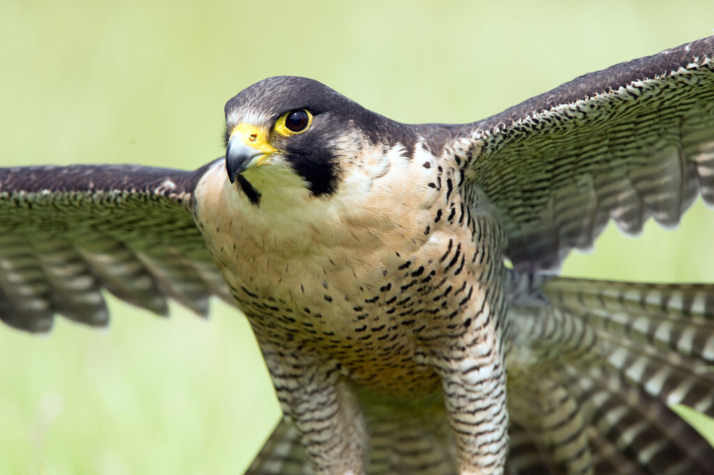 Falcons in Illinois