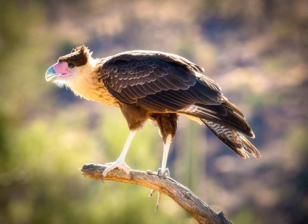 Falcons in Louisiana
