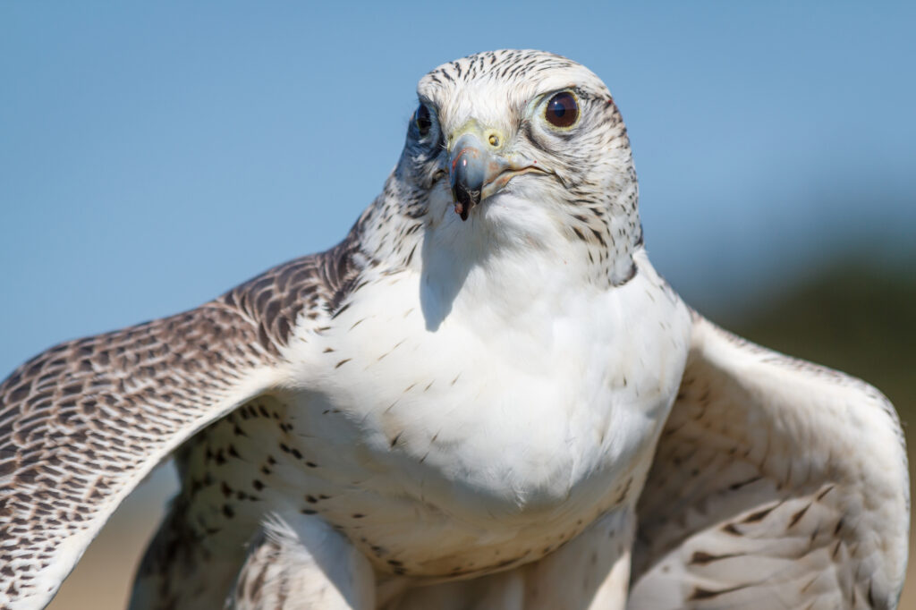 Falcons in Maine