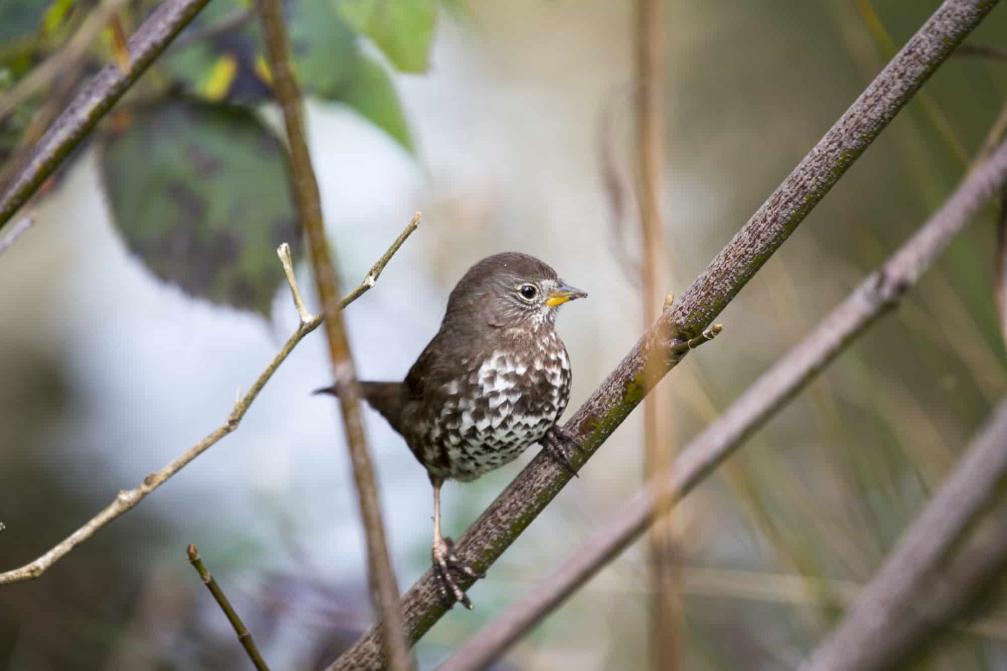 Fox Sparrow