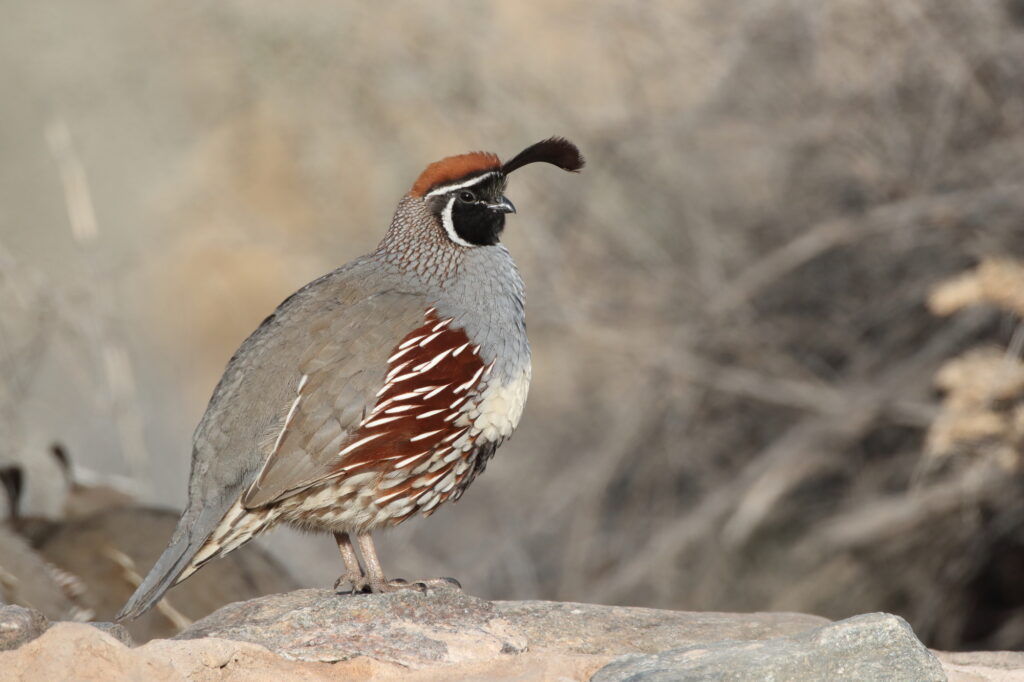 North American Birds Are to Receive New Names
