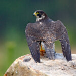 Peregrine Falcon