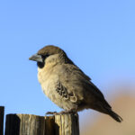 Sociable Weaver in South Africa