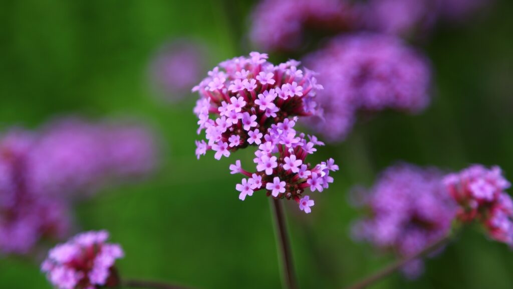 A cluster of small purple verbena flowers in sharp focus against a green background.