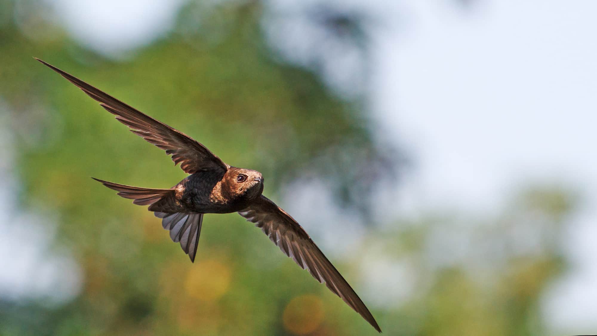 Black Swift