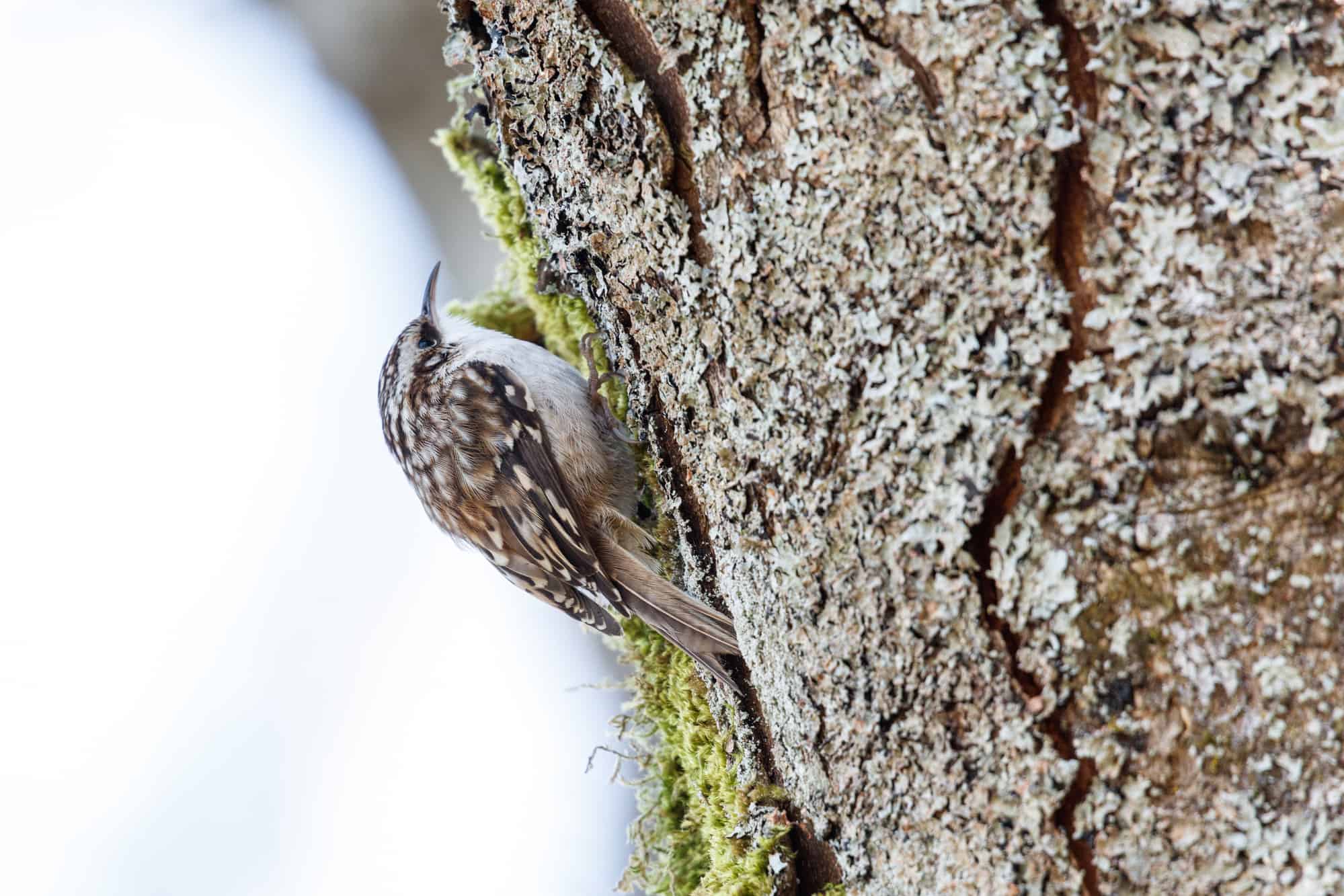 Brown Creeper