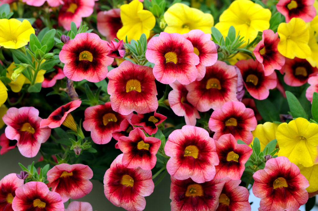 Calibrachoa