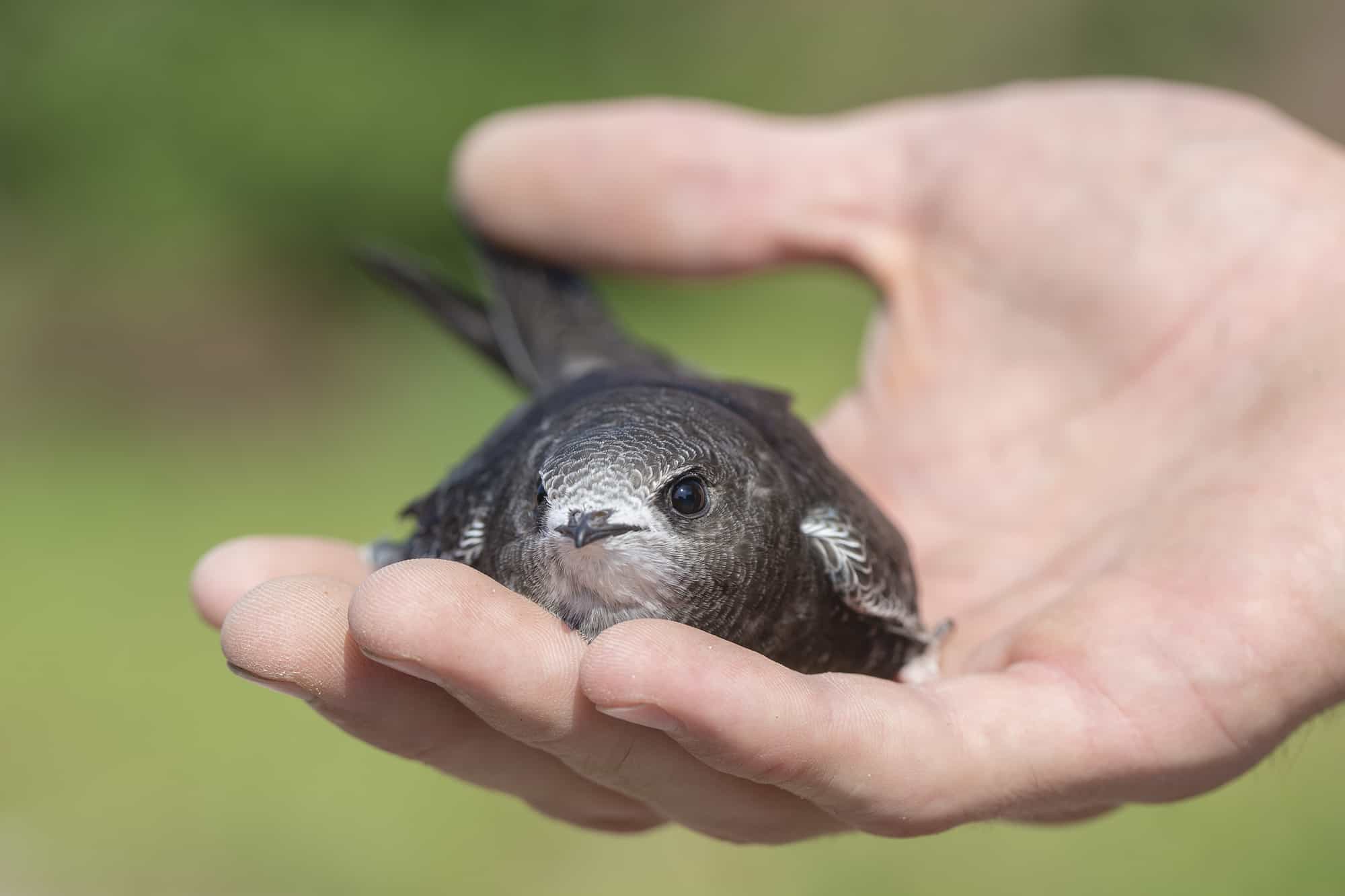 Chimney Swift