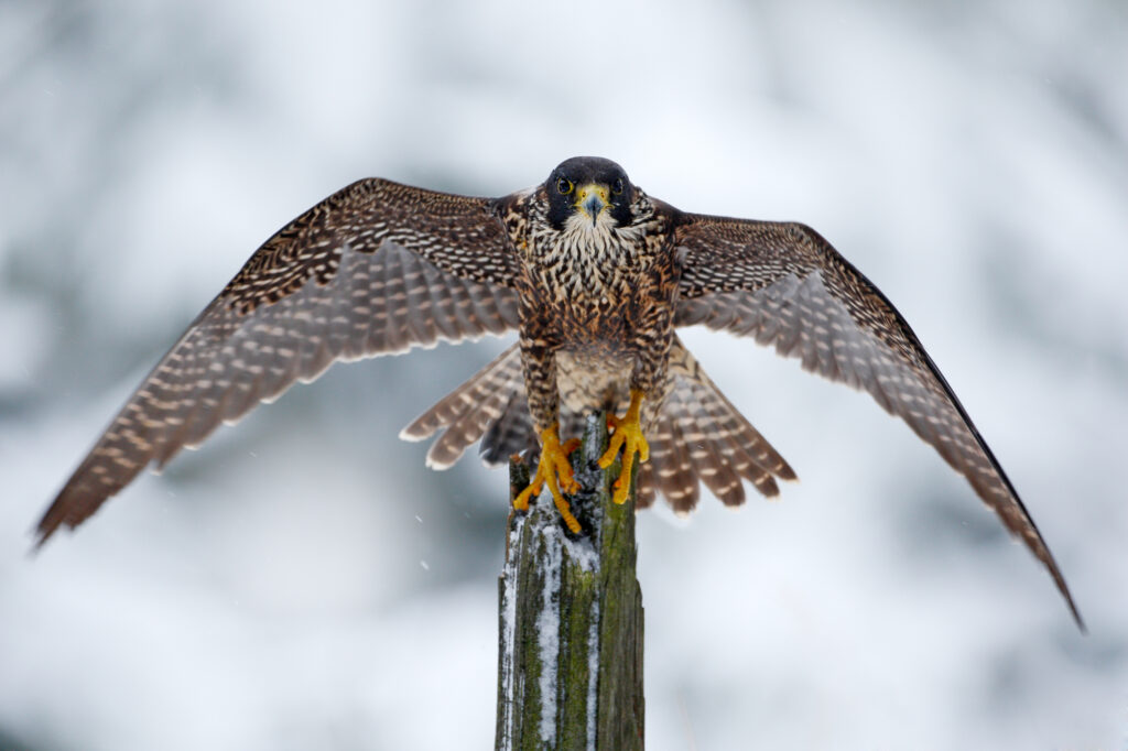 Falcons in Alabama