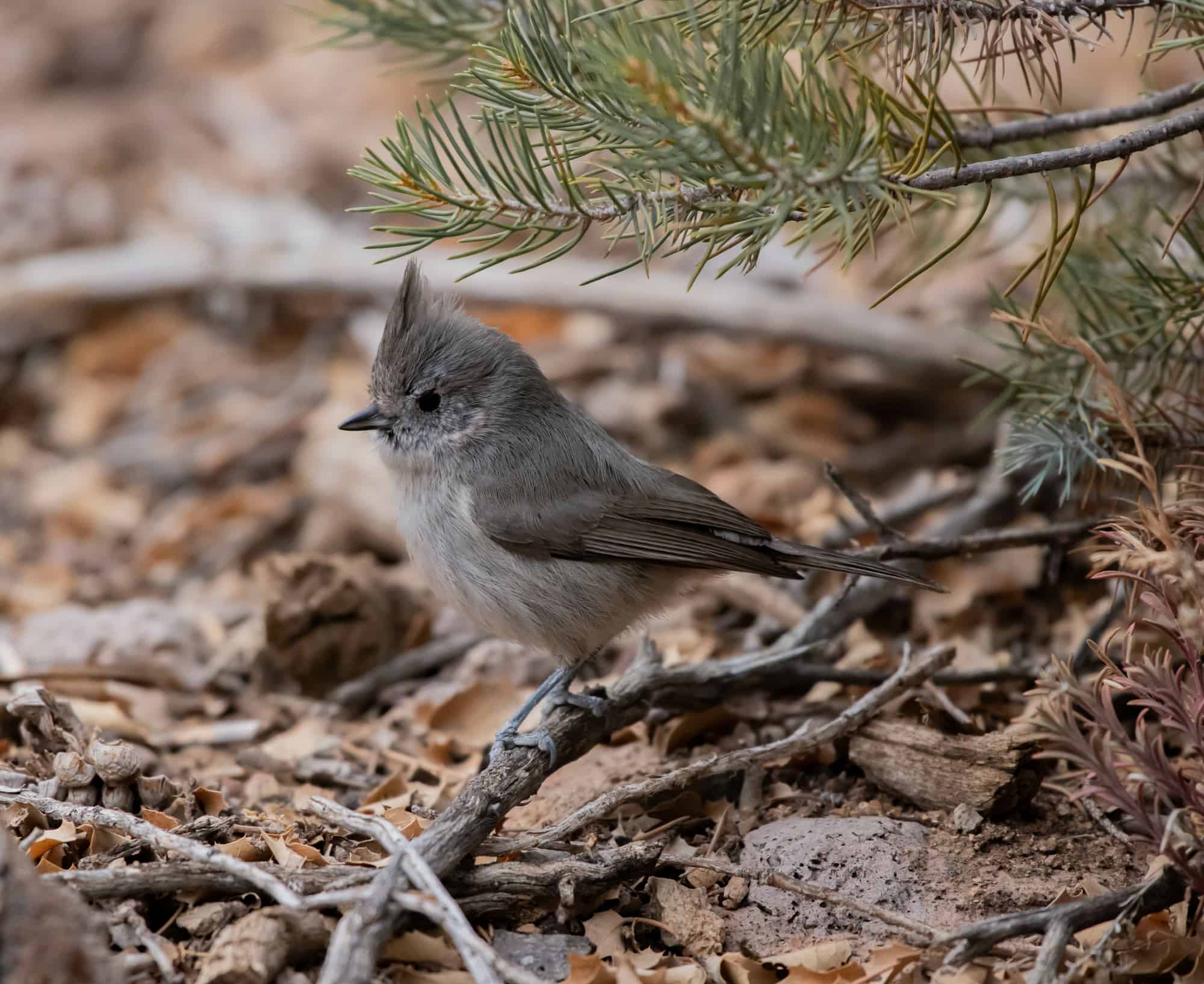 Juniper Titmouse