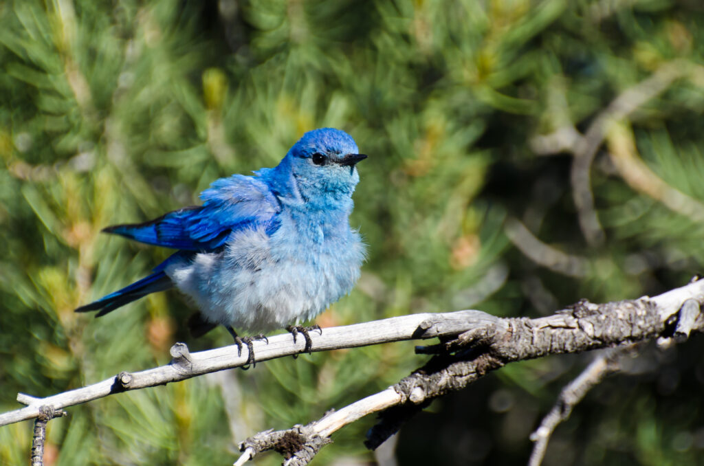 Small Birds in Colorado