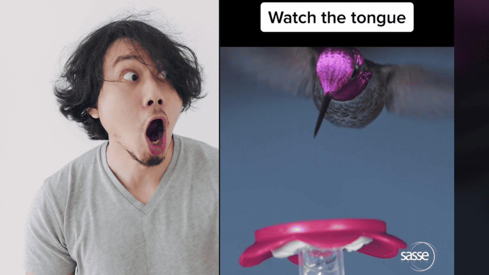 Hummingbird Tongue Video