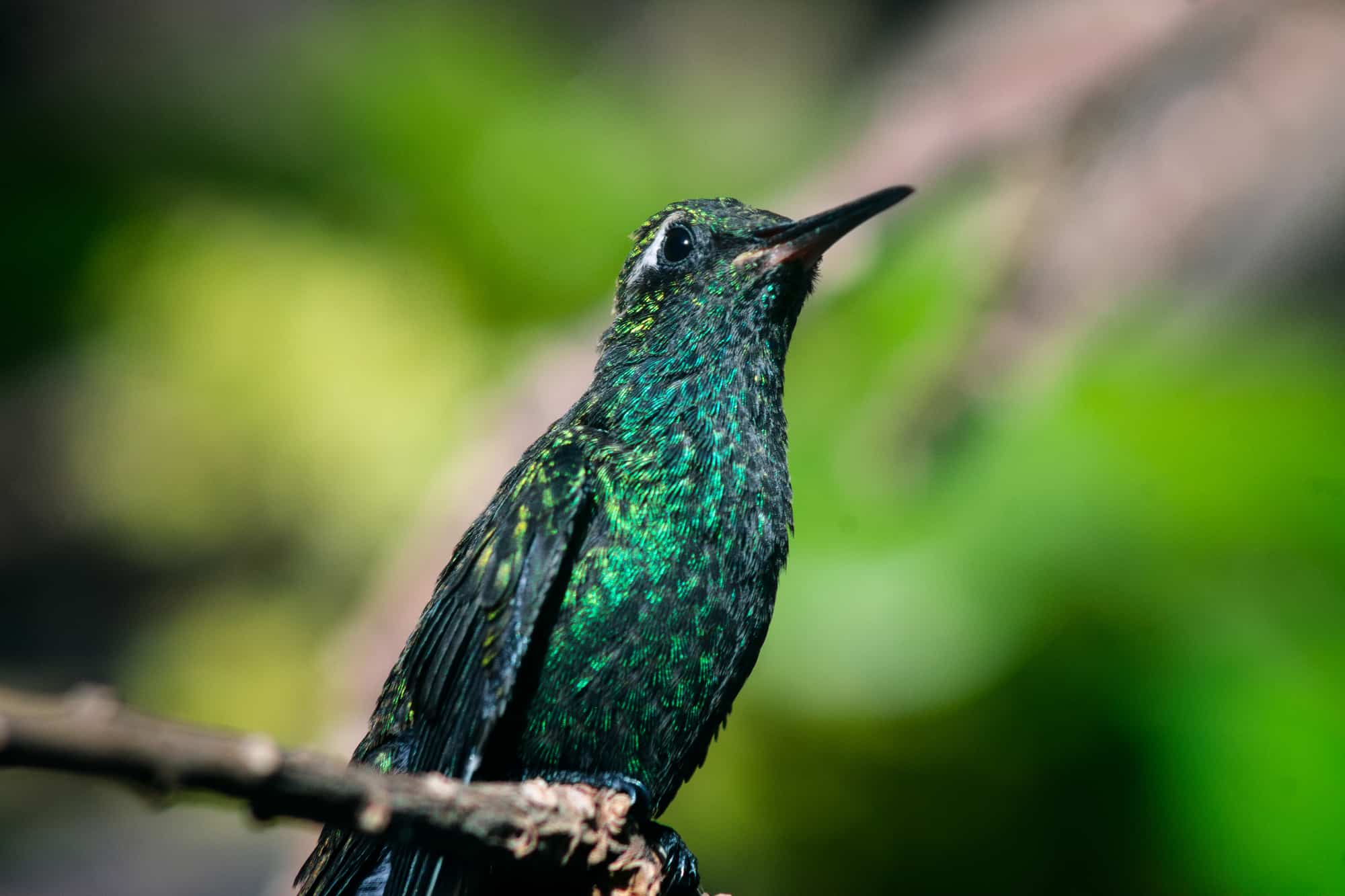 A shot of an amazing Hummingbird perching on a tree branch on a blurry background