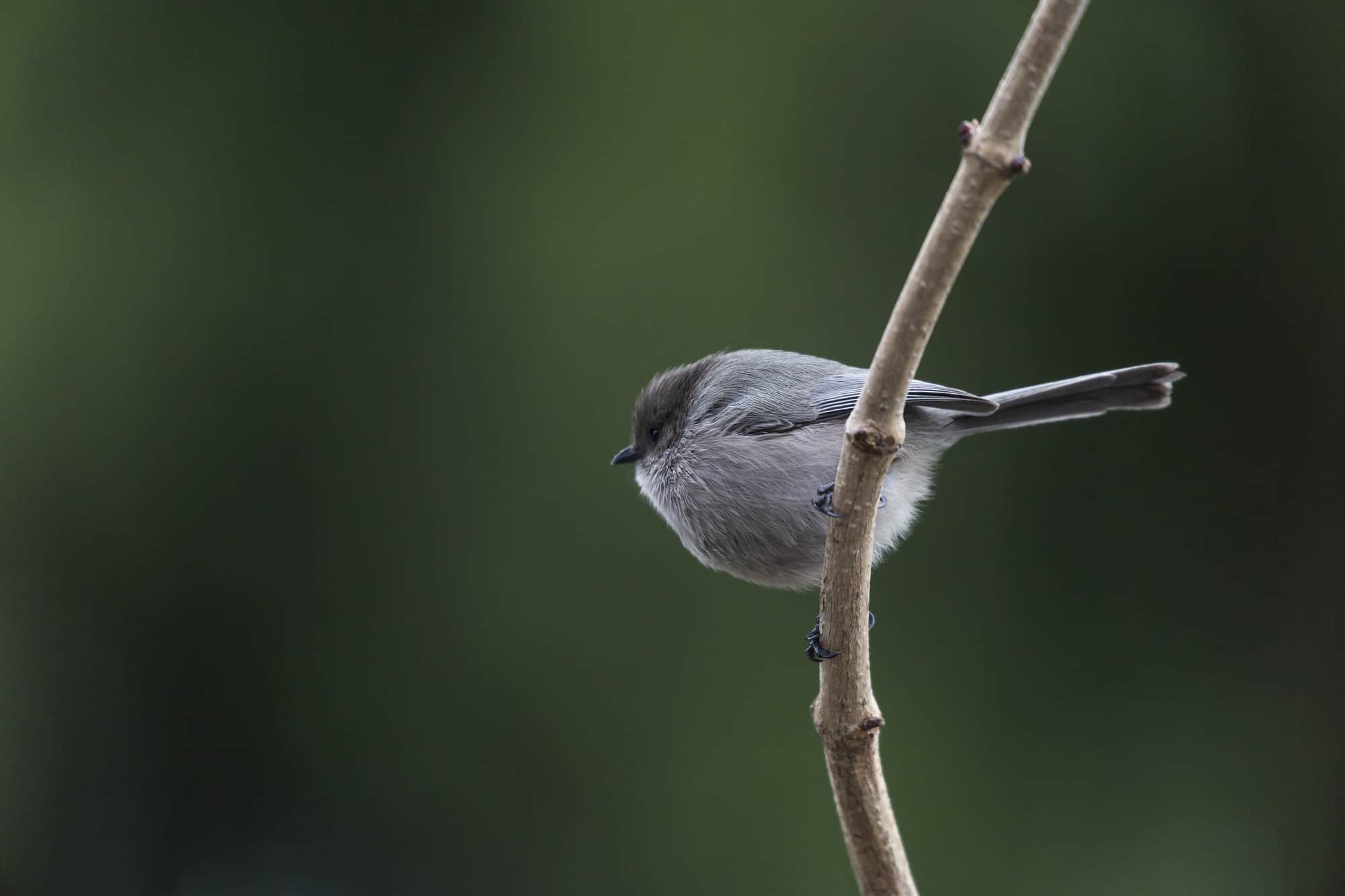 A bushtit perched in a tree, in vancouver canada