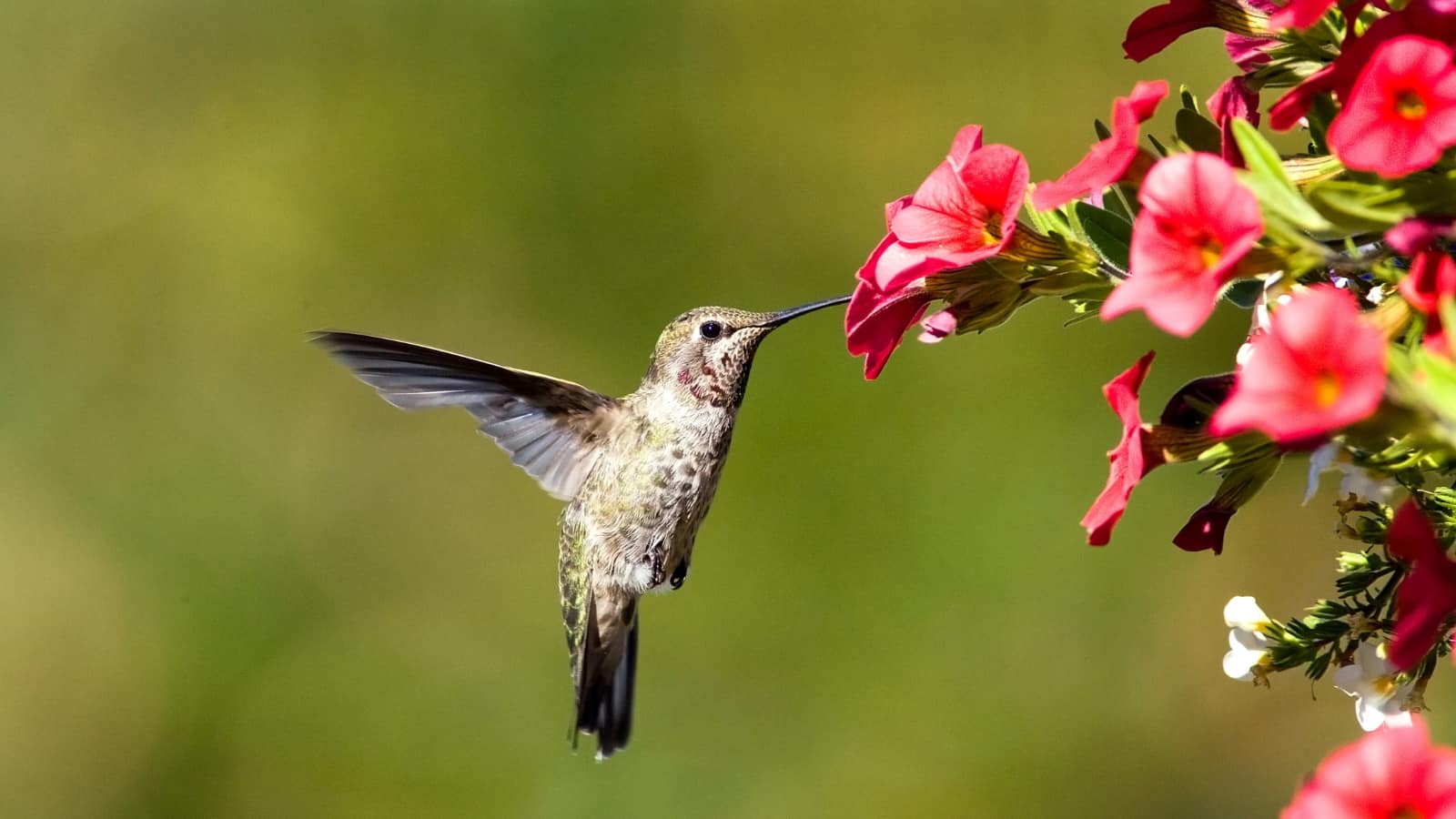 do hummingbirds like calibrachoa