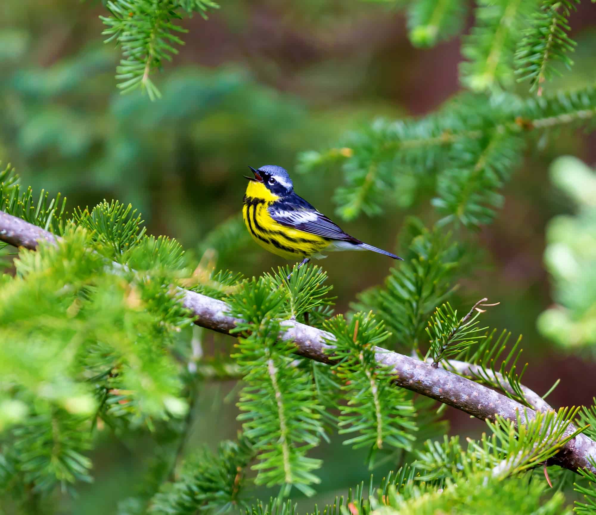 a close-up of a magnolia warbler perching on a pine tree with a yellow belly and mottled black and white wings
