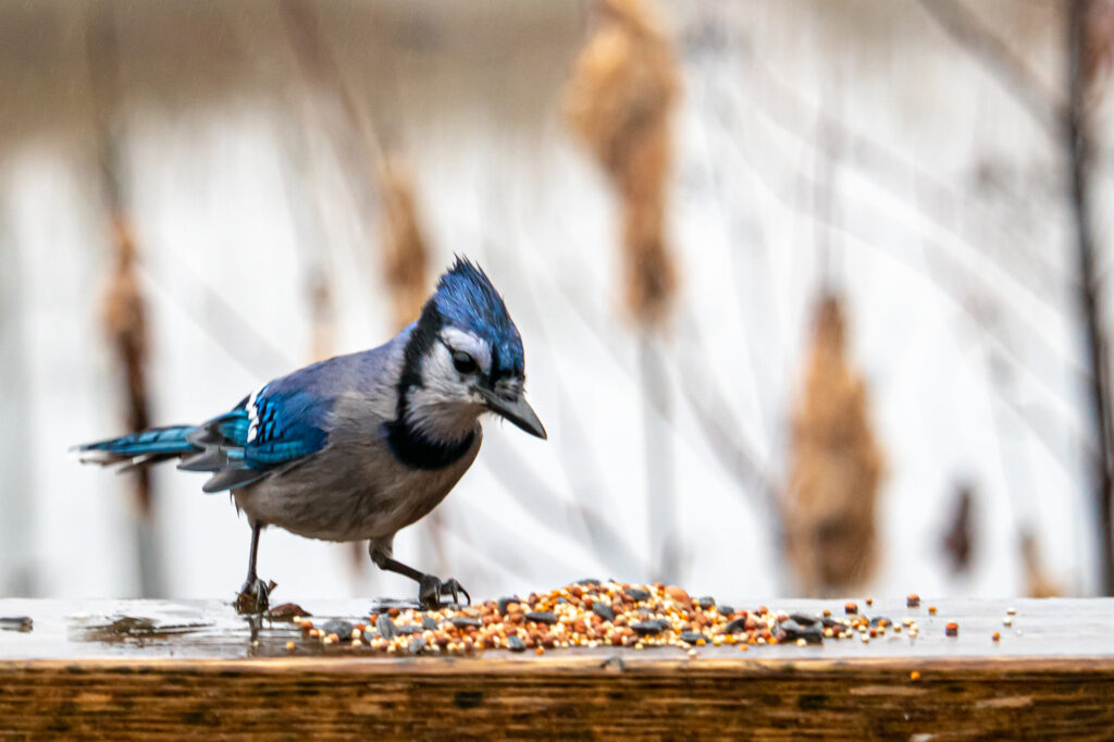 Blue Jay Inspects Bird Seed