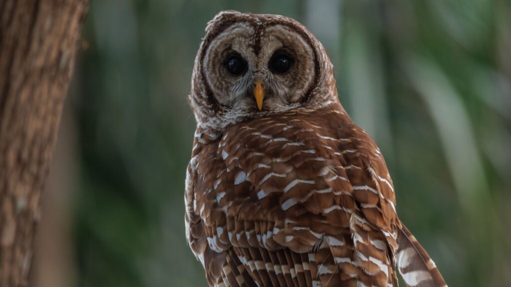 California spotted owl