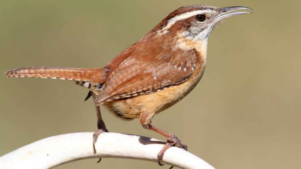 Carolina Wren
