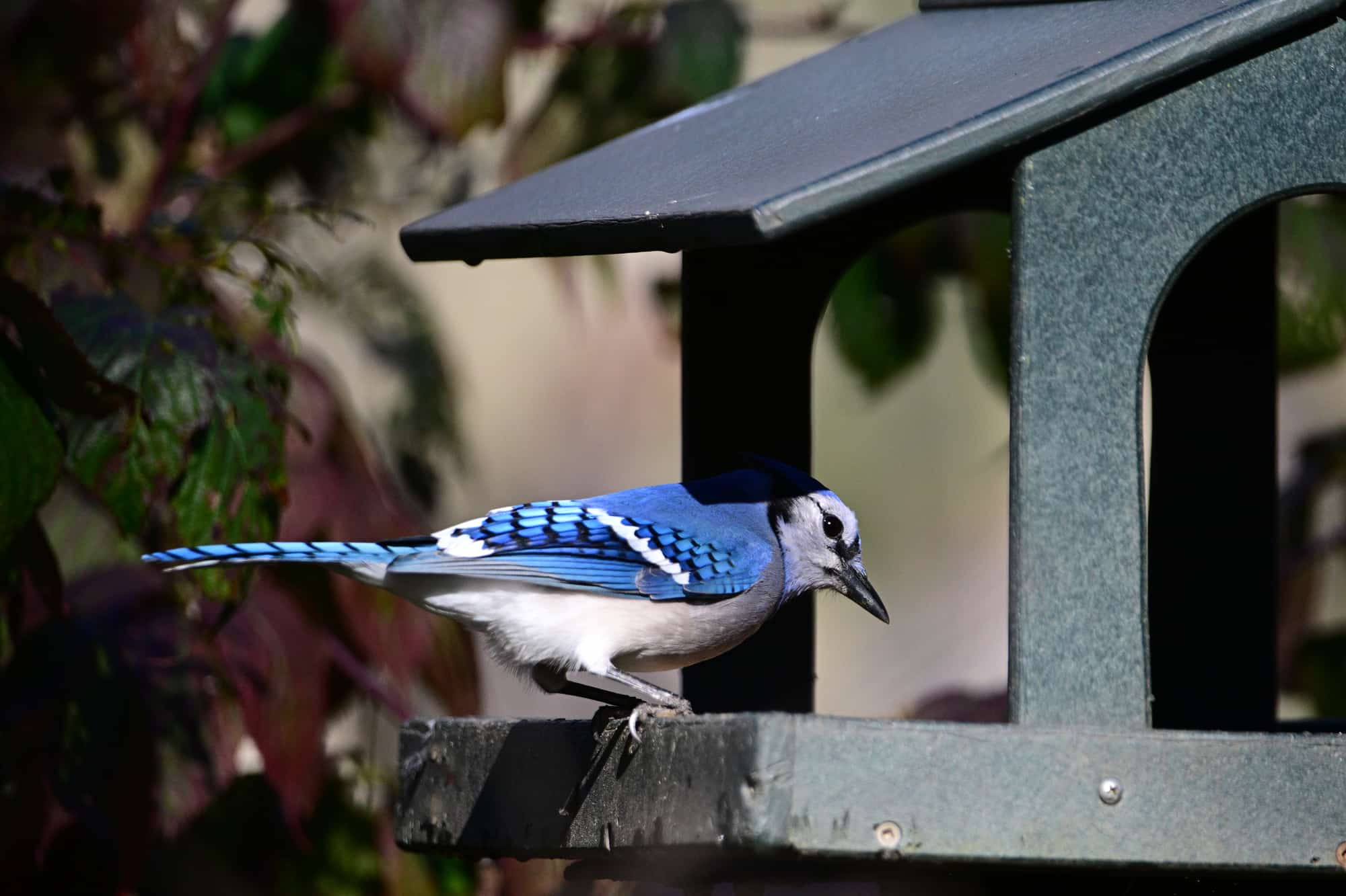 Close up of a Blue jay bird at a bird feeder