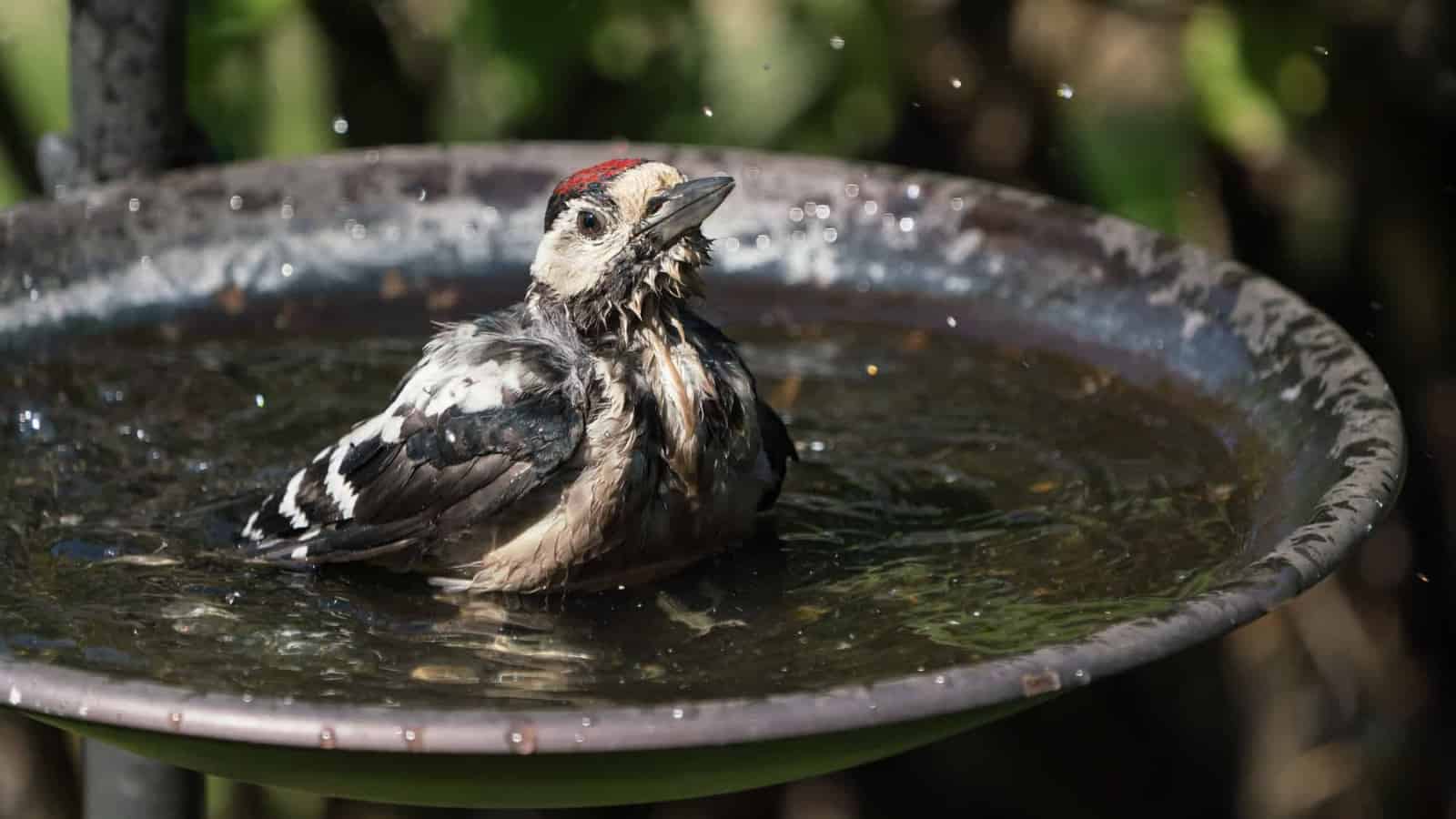 Great spotted woodpecker in birdbath