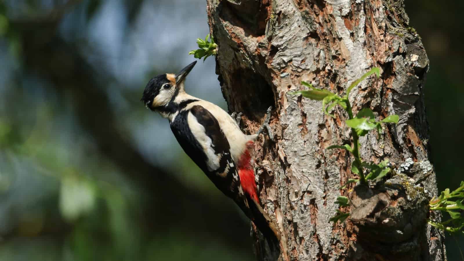 How to Attract Woodpeckers